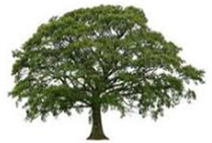 Photo 562324
